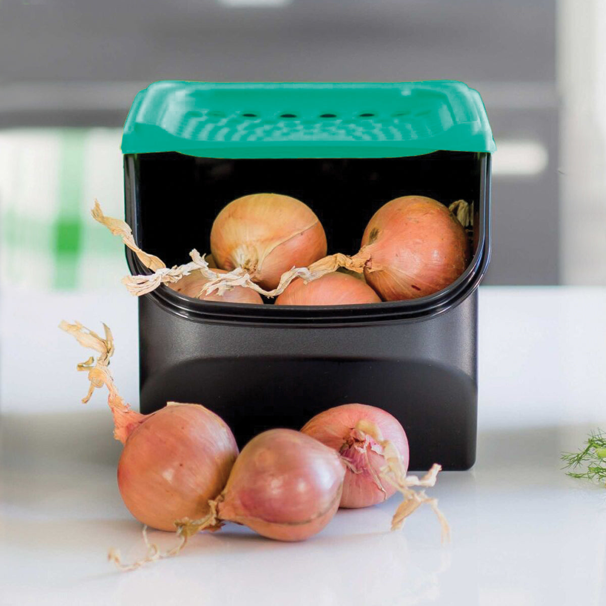 מכל לשום ובצל (6075138539715)